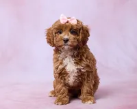 Mia, a female Cavapoo and Poodle - Toy  for sale in Los Angeles, CA – 1 of 3