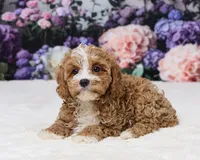 Aidan, a male Cavapoo for sale in Los Angeles, CA – 5 of 5