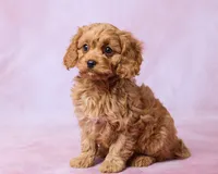 Huxley, a male Cavapoo and Poodle - Toy  for sale in Los Angeles, CA – 2 of 2