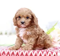 Biscuit, a male Cavapoo for sale in Los Angeles, CA – Photo 2 of 4