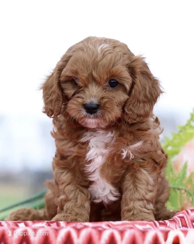 Biscuit – Cavapoo puppy for sale in Los Angeles, CA