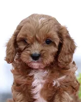 Biscuit, a male Cavapoo for sale in Los Angeles, CA – Photo 4 of 4