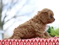 Biscuit, a male Cavapoo for sale in Los Angeles, CA – Photo 3 of 4