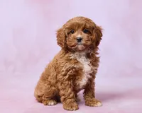 Mia, a female Cavapoo and Poodle - Toy  for sale in Los Angeles, CA – 3 of 3