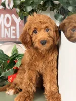 Mini F1B - Cinnamon, a female Goldendoodle and Miniature Goldendoodle for sale in Los Angeles, CA – 5 of 6