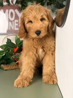 Benji - F1, a male Goldendoodle and Miniature Goldendoodle for sale in Los Angeles, CA – 5 of 9