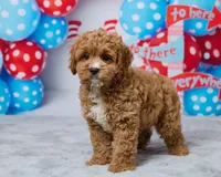Toffee, a male Cavapoo for sale in Los Angeles, CA – 2 of 4