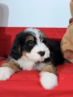Mallows, a female Miniature Bernedoodle for sale in Los Angeles, CA – 2 of 7
