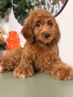 Mini F1B - Cinnamon, a female Goldendoodle and Miniature Goldendoodle for sale in Los Angeles, CA – 2 of 6