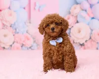 Bluey, a male Poodle - Toy  for sale in Los Angeles, CA – 1 of 4