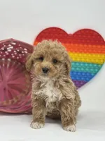 Mini - Daniel, a male Goldendoodle for sale in Los Angeles, CA – Photo 4 of 6