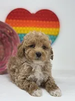 Mini - Daniel, a male Goldendoodle for sale in Los Angeles, CA – Photo 6 of 6