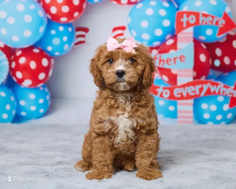 Millie – Cavapoo puppy for sale in Los Angeles, CA
