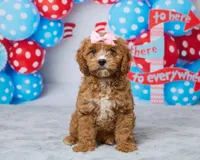Millie, a female Cavapoo for sale in Los Angeles, CA – 1 of 4