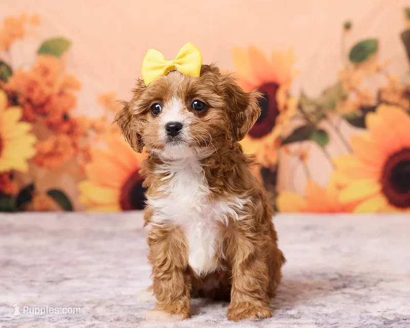 Tootsie – Cavapoo, Poodle - Toy  puppy for sale in Los Angeles, CA