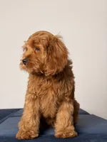 Dylan, a male Cavapoo and Poodle - Toy  for sale in Los Angeles, CA – 2 of 7
