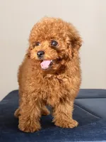 Cookie, a male Poodle - Toy  for sale in Los Angeles, CA – 5 of 5