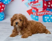 Daisy, a female Cavapoo for sale in Los Angeles, CA – 2 of 5