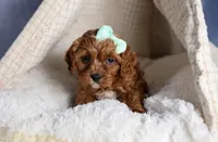 George, a male Cavapoo for sale in Los Angeles, CA – Photo 7 of 7