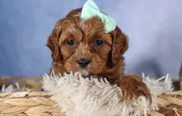 George, a male Cavapoo for sale in Los Angeles, CA – Photo 6 of 7