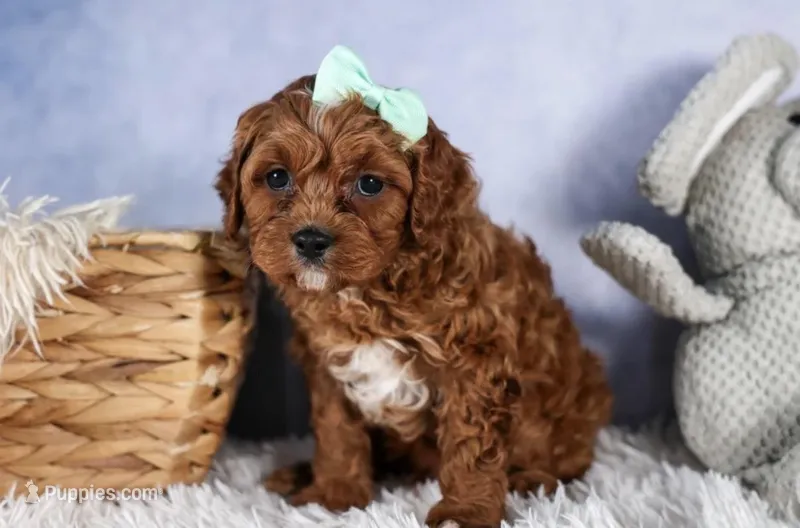 George – Cavapoo puppy for sale in Los Angeles, CA