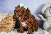 George, a male Cavapoo for sale in Los Angeles, CA – Photo 1 of 7