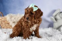 George, a male Cavapoo for sale in Los Angeles, CA – Photo 3 of 7