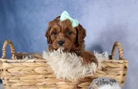 George, a male Cavapoo for sale in Los Angeles, CA – Photo 2 of 7