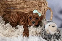 George, a male Cavapoo for sale in Los Angeles, CA – Photo 4 of 7