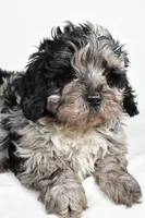 Shadow, a male Cavapoo for sale in Los Angeles, CA – Photo 4 of 4