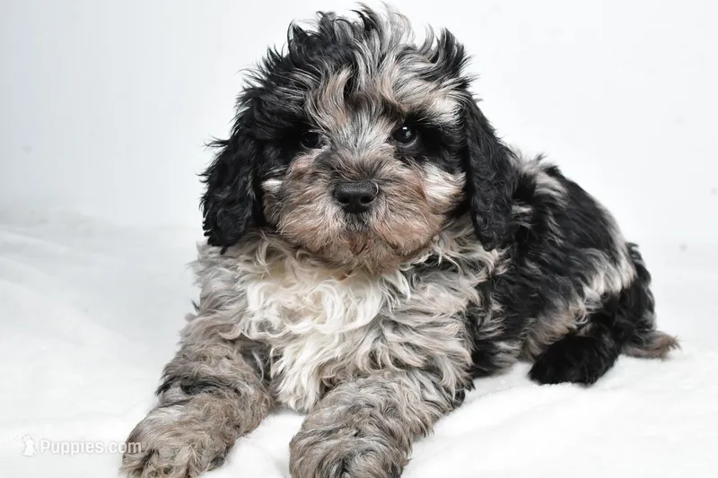 Shadow – Cavapoo puppy for sale in Los Angeles, CA