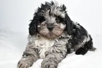 Shadow, a male Cavapoo for sale in Los Angeles, CA – Photo 1 of 4