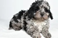 Shadow, a male Cavapoo for sale in Los Angeles, CA – Photo 3 of 4