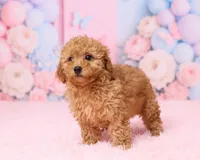Skye, a female Poodle - Toy  for sale in Los Angeles, CA – 2 of 3
