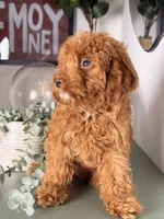 Julia, a female Cavapoo and Poodle - Toy  for sale in Los Angeles, CA – 8 of 9