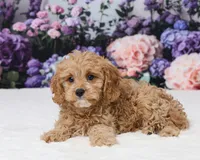 Carrie, a female Cavapoo for sale in Los Angeles, CA – 5 of 5