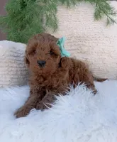 Teddy, a male Miniature Goldendoodle for sale in Los Angeles, CA – Photo 2 of 4