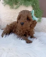 Teddy, a male Miniature Goldendoodle for sale in Los Angeles, CA – Photo 3 of 4