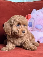 Jamie, a female Cavapoo and Poodle - Toy  for sale in Los Angeles, CA – 6 of 10