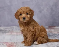 Minnie, a female Poodle - Toy  and Miniature Goldendoodle for sale in Los Angeles, CA – 4 of 5