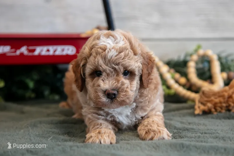 Micro - Fudge – Goldendoodle, Poodle - Toy  puppy for sale in Los Angeles, CA