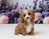 Aidan, a male Cavapoo for sale in Los Angeles, CA – 3 of 5
