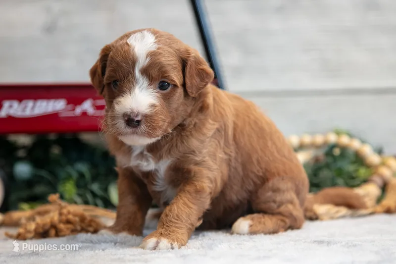 Copper – Goldendoodle, Poodle - Toy  puppy for sale in Los Angeles, CA