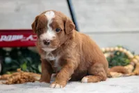 Copper, a male Goldendoodle and Poodle - Toy  for sale in Los Angeles, CA – 1 of 3