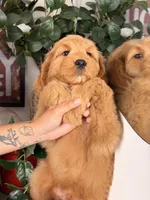 Bo, a male Goldendoodle for sale in Los Angeles, CA – 8 of 8