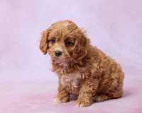 Moose, a male Cavapoo and Poodle - Toy  for sale in Los Angeles, CA – 3 of 4