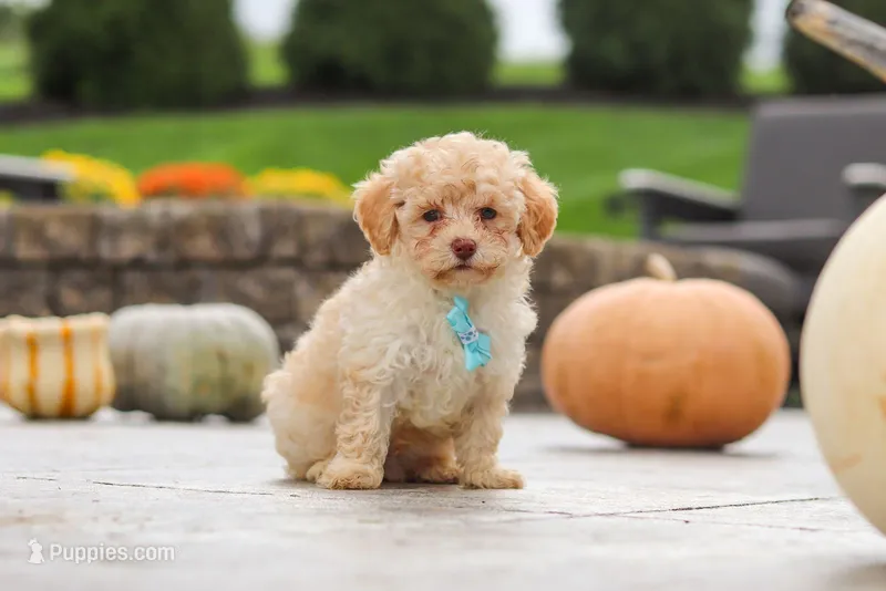 Milo – Cavapoo, Poodle - Toy  puppy for sale in Los Angeles, CA