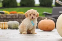 Milo, a male Cavapoo and Poodle - Toy  for sale in Los Angeles, CA – 1 of 3