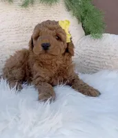 Toby, a male Miniature Goldendoodle for sale in Los Angeles, CA – Photo 3 of 3