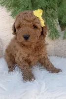 Toby, a male Miniature Goldendoodle for sale in Los Angeles, CA – Photo 2 of 3